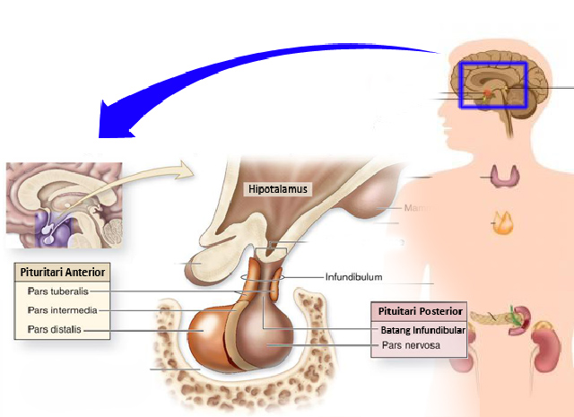 Kelenjar Hipothalamus dan hipofisis