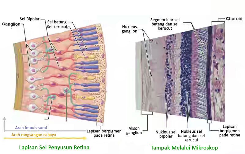 Struktur retina mata