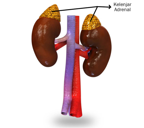 Kelenjar Adrenal