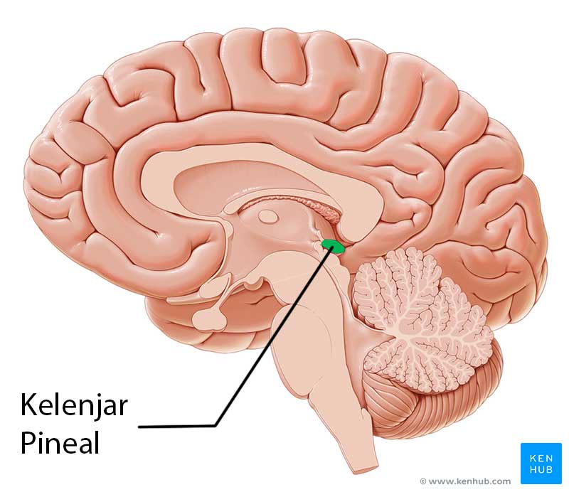 Posisi kelenjar pineal pada otak