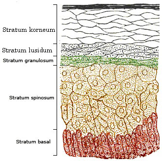 Struktur neuron pada kulit