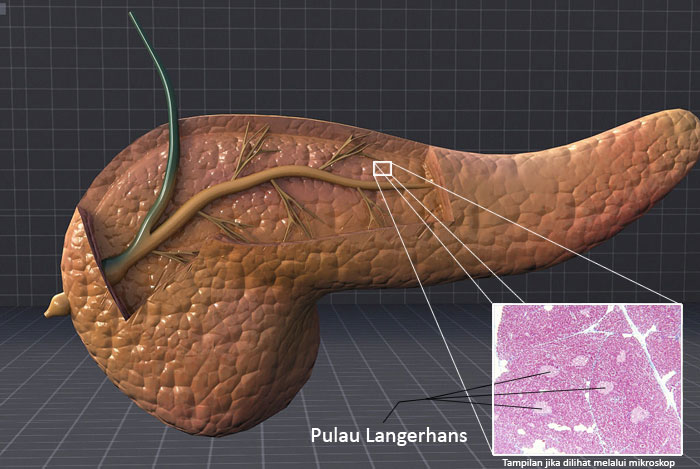 kelenjar pankreas (pulau langerhans)