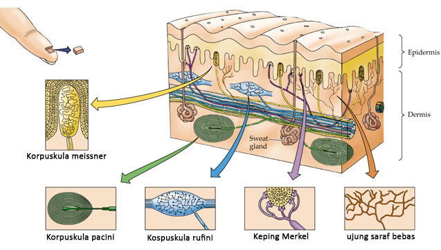 Struktur neuron pada kulit
