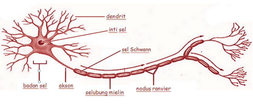 Sel Saraf pada Manusia