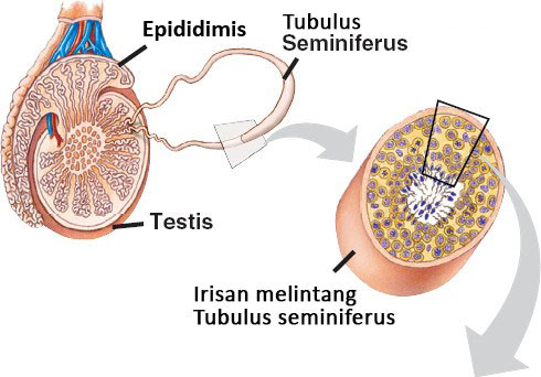 Irisan melintang testis